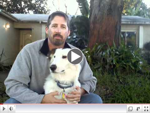 The Prayer of St. Francis, This Year, Save One, Foster One, Rescue One Dog