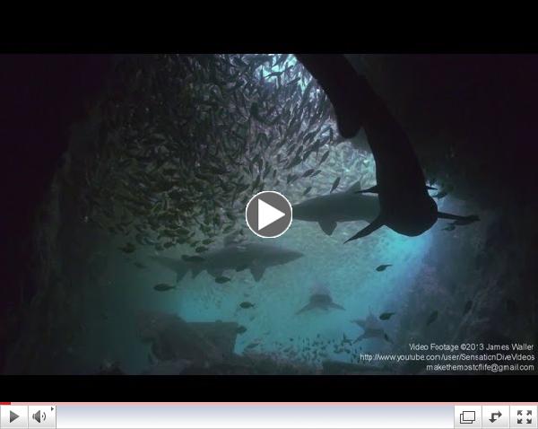 Living Colours - Scuba Diving Best Of Underwater Video In Indonesia Australia Thailand Fiji