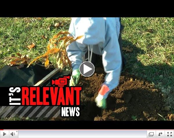 Nearly 400 Chestnut Trees Planted in Greenwich