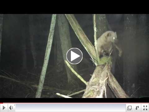Marten and Fisher footage