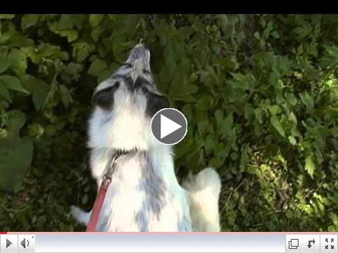 Walking Shadow the arctic marble fox