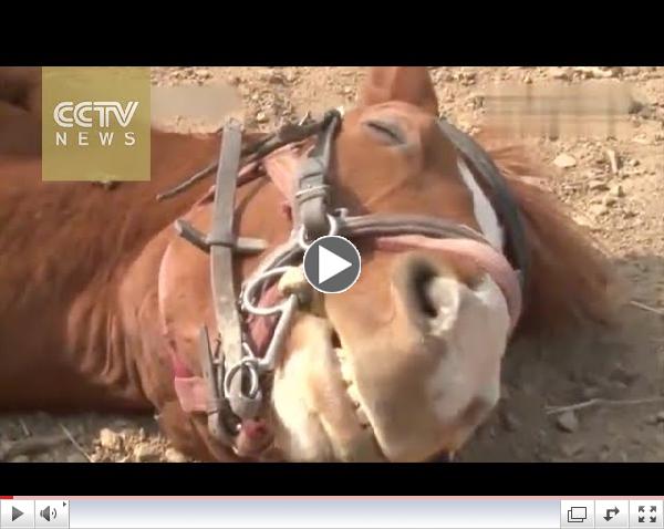 Is this naughty foal the smartest horse in the world?