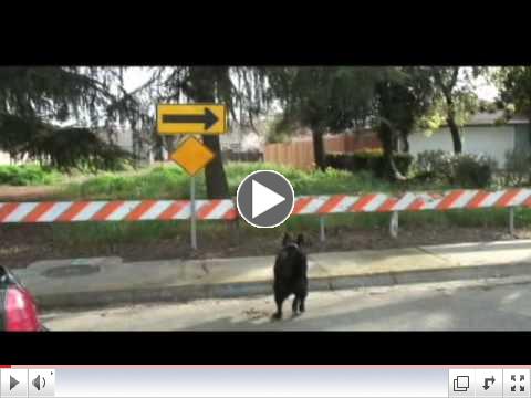GoughnutsFLV.flv