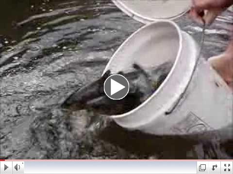 The Pa Fish and Boat Comm. stocks Little Slate's mouth on Pine Creek