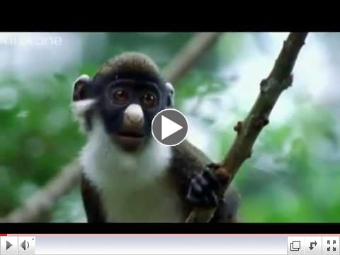 If animals were able to talk...