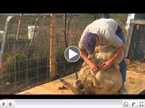 Shearing Sheep at Shady Blue Acres Organic Farm