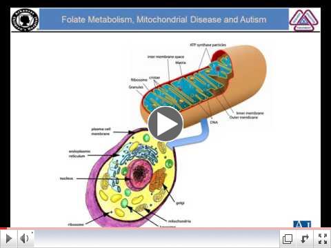Folate Metabolism, Mitochondrial Disease and ASD