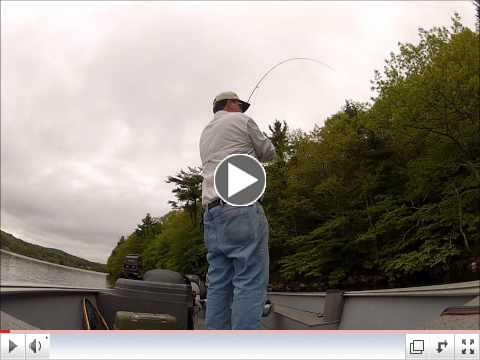 Smallmouth Bass on a fly!