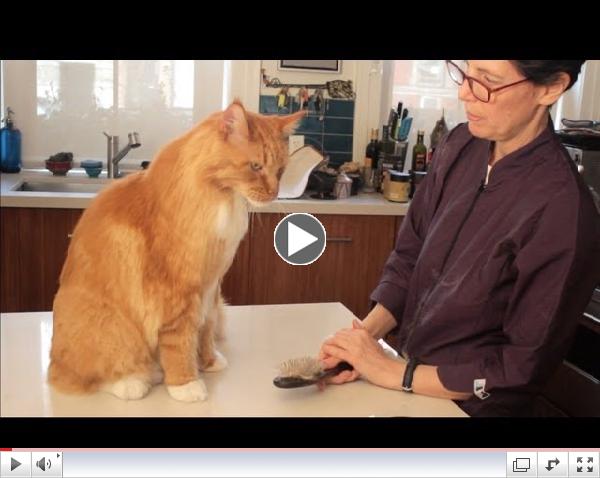 Maine Coon Cat Grooming