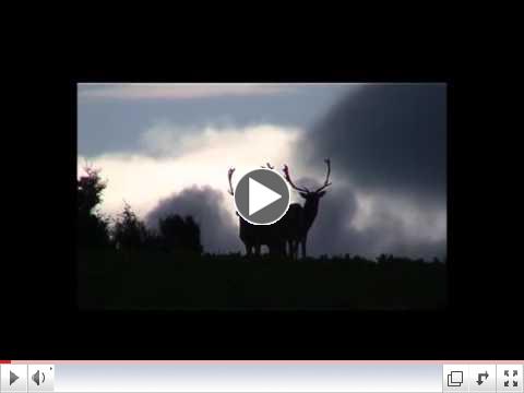 Fallow Deer Hunt #48