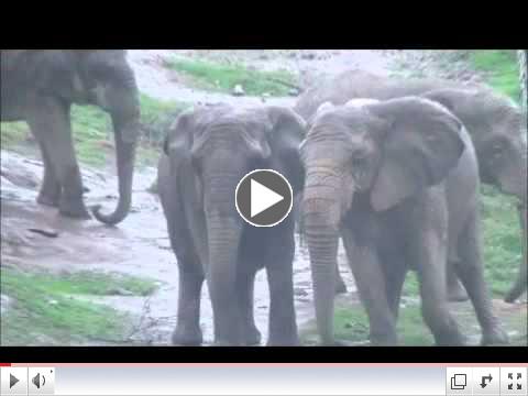 African Elephants: February Rain
