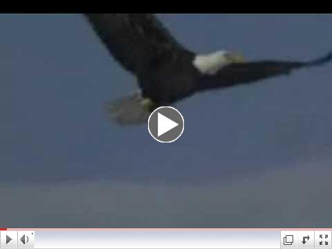 Fly Like An Eagle Steve Miller Band