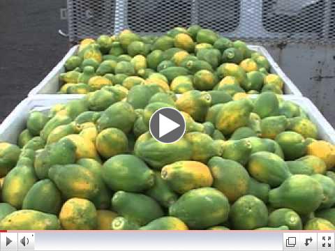 Fruit Fly Control (Hawaii)