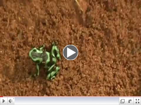 Poison Dart Frog