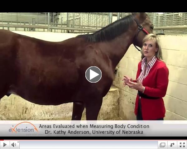 Equine Body Condition Score - Part One