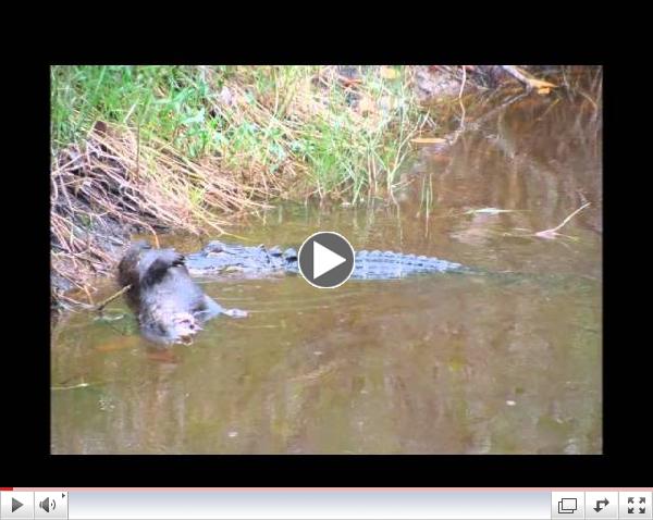 Nature in action: a small American Alligator returns to its kill!