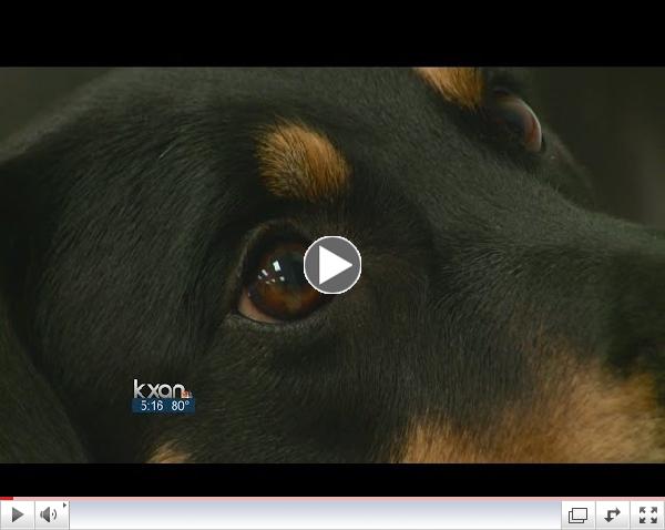 Therapy dog helps students make strides