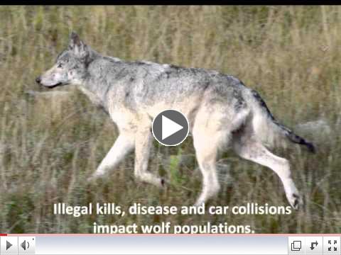 Wisconsin's Wolves Need Your Help