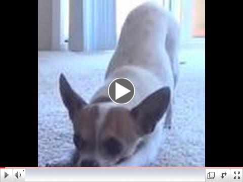 Chihuahua does yoga