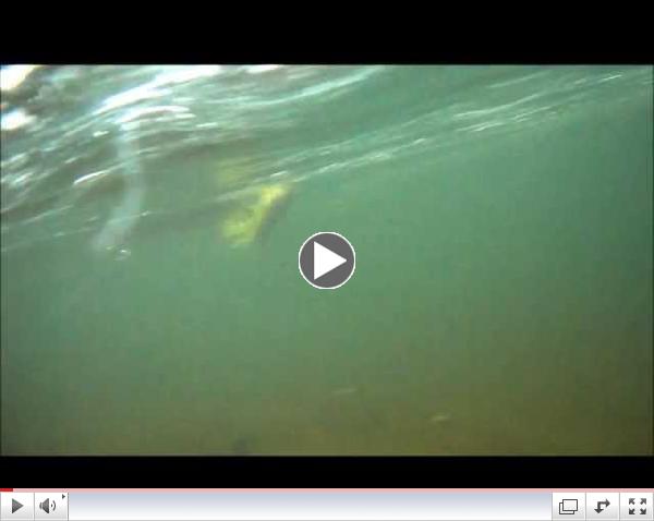 Dave's First March Brown Surface trout fighting underwater... 4-30-2013