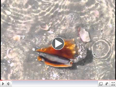 Vibrational Meditations with Mentor and Quantara