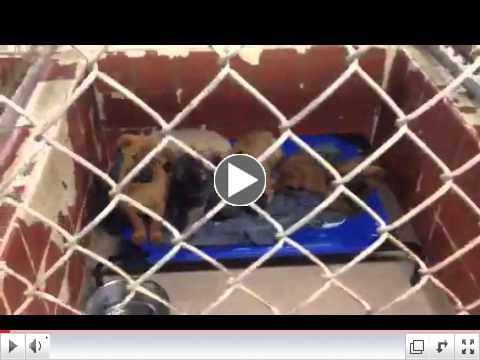 Animal Rescue Aid Pet Beds at Dothan City Animal Shelter (AL) - Video 3