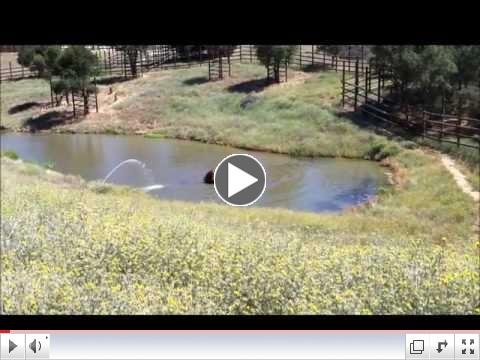 Nicholas: Swimming With Tree Stump