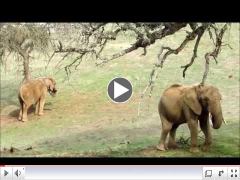 African Elephants: Eating Tree Branches