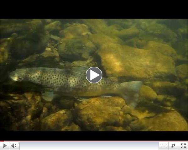 Great Brown Trout Below Slate Run Bridge... 4-9-2013