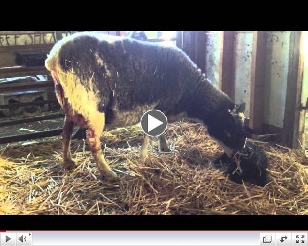 Roxi & Laura lambing