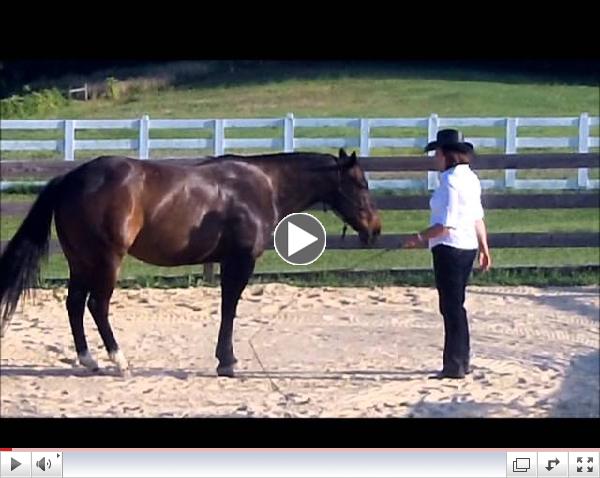 Susan Klaudt Horse Ministry - One Special Horse