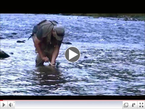 Max Snavely - An August Pine Creek Brown
