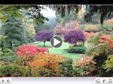 Beautiful Garden Video