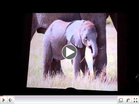 PART 3 Cynthia Moss: Celebrating Elephants 2012