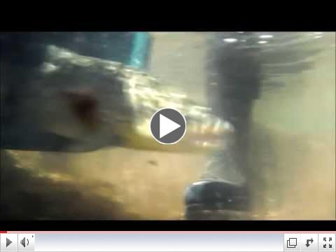 Brown Trout Club Stocking Pine 4-24