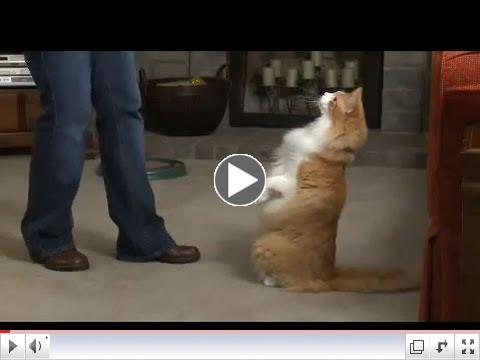 Clicker Train Your Cat at Home - with Matt Levien, Behavior Training Specialist from the Dumb Friend's League