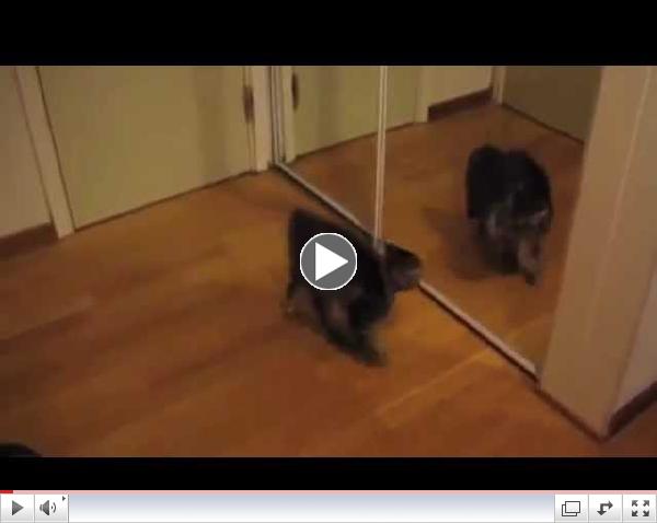 Puppies And Kittens Vs  Mirrors - The Huffington Post