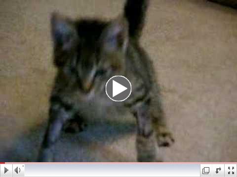 Moki walking in July