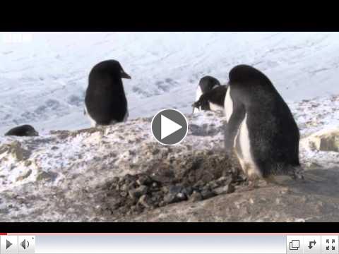 frozen planet penguins