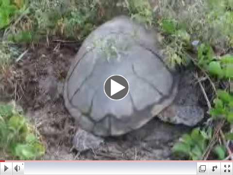 Honu'ea Covering a Nest