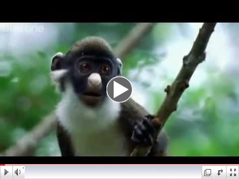 Funny British Animal Voiceovers