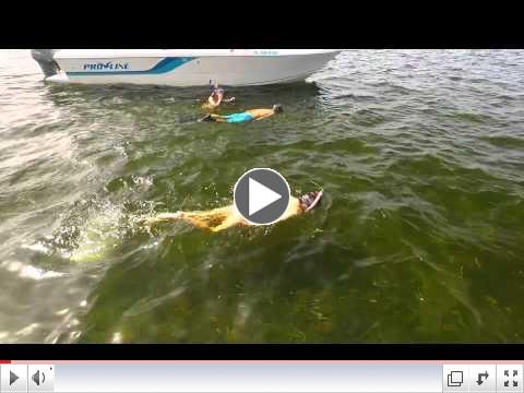 Sea Hag - Summertime Scalloping in Steinhatchee, FL 2015