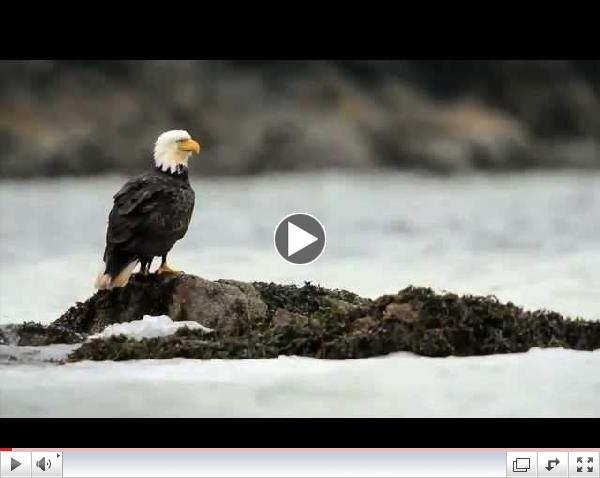 Welcome to the Great Bear Rainforest