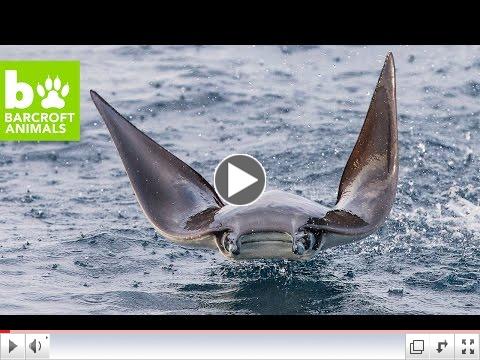 Leaping Mobula Rays in the Sea of Cortez
