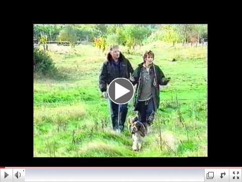 Reef spots the cameraman!.wmv