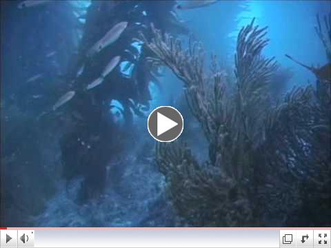 Beneath the Surface - Diving Catalina Island, California
