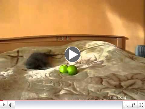 Kitten vs Two scary things