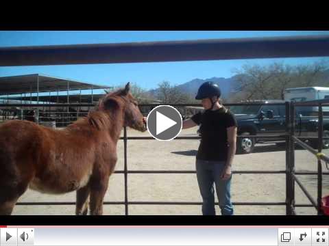 ROTH's Foals in Training, Equine Voices, AZ Day 2 - AM