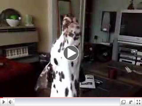 Dalmatian dog howling (singing) at the phone ringing