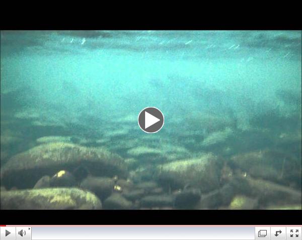 Pine Creek Trout and Emerging Nymphs